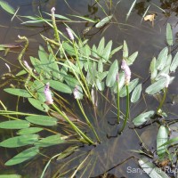 <i>Aponogeton crispus</i>  Thunb.